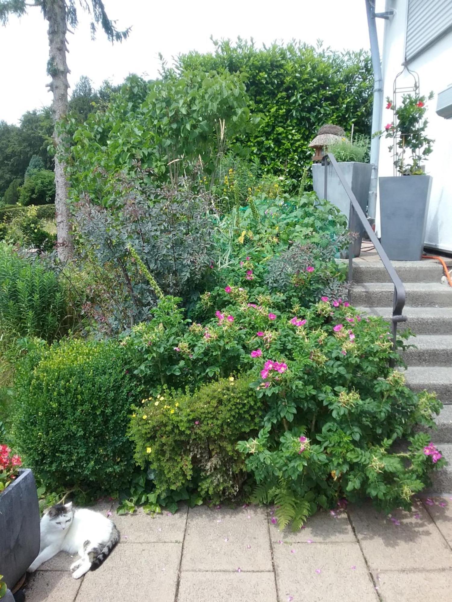 Apartamento Perlenbachtal Monschau Exterior foto